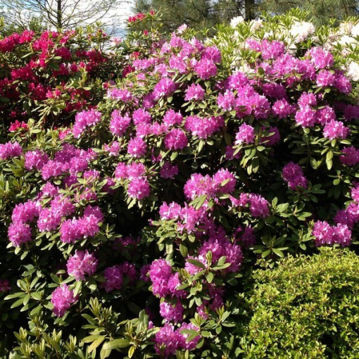 Rhododendron (Azalea) Boursault P9/C1