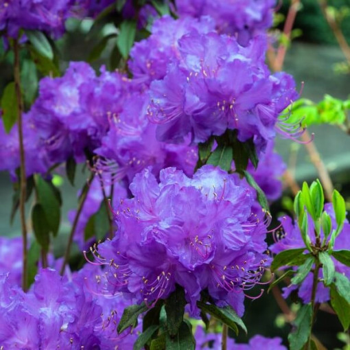 Rhododendron (Azalea) 'Blue Silver' P9/C1
