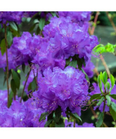 Rhododendron (Azalea) 'Blue Silver' P9/C1