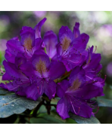Rhododendron (Azalea) 'Blue Silver' P9/C1