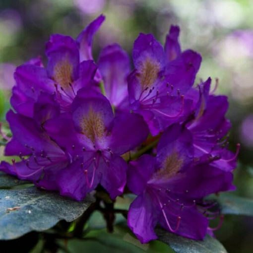 Rhododendron (Azalea) 'Blue Silver' P9/C1