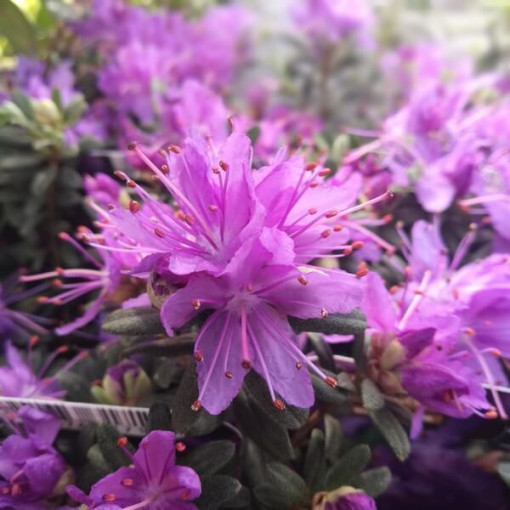 Rhododendron (Azalea) 'Blue Silver' P9/C1