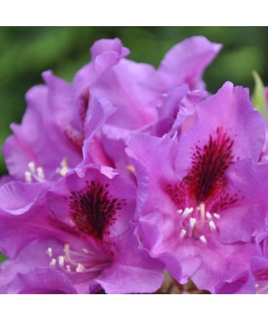 Rhododendron (Azalea) Azurro P9/C1