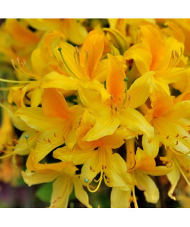 Rhododendron (Azalea) Anneke