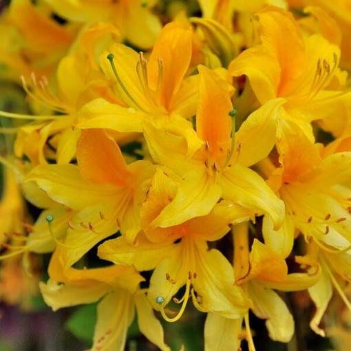 Rhododendron (Azalea) Anneke