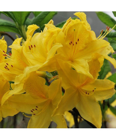 Rhododendron (Azalea) Anneke