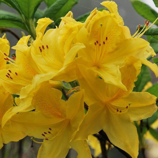 Rhododendron (Azalea) Anneke