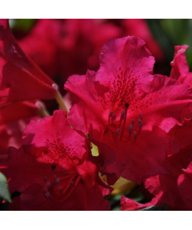 Rhododendron (Azalea) America P9/C1