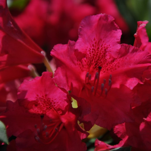 Rhododendron (Azalea) America P9/C1