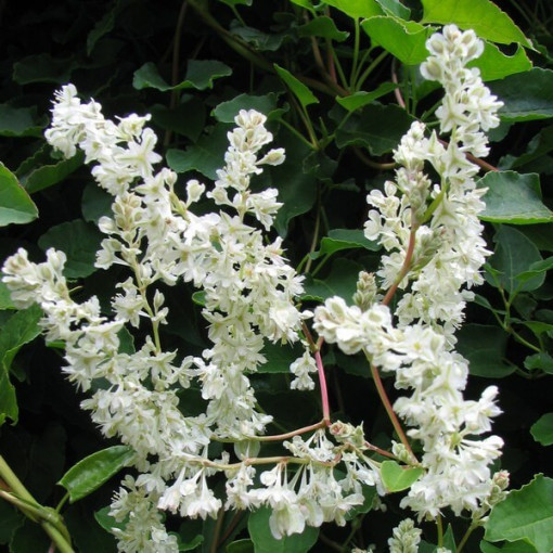 Fallopia aubertii