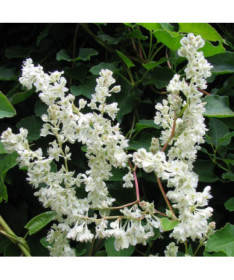 Fallopia aubertii