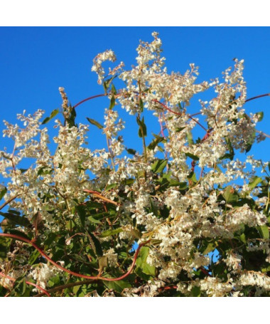 Fallopia aubertii