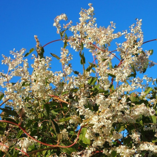 Fallopia aubertii