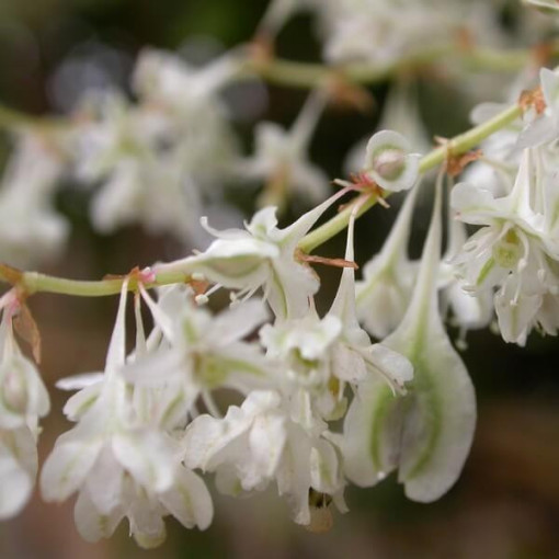 Fallopia aubertii