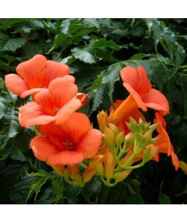 American Trumpet Vine Gabor pot, 4l