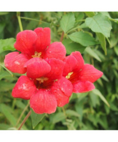 Trumpet Creeper American, 2l