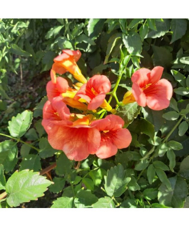 Trumpet Creeper American, 2l