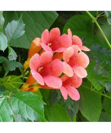 Trumpet Vine (Campsis radicans)