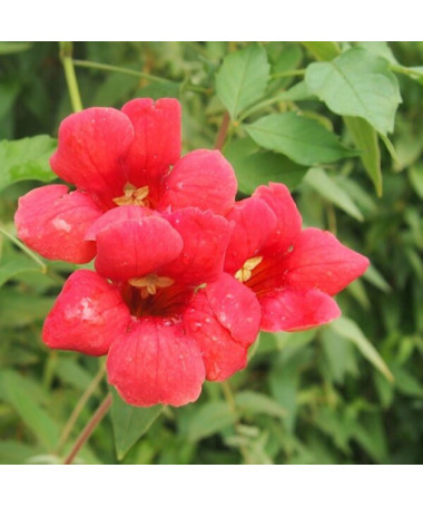 Trumpet Vine (Campsis radicans)