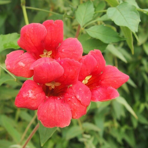 Trumpet Vine (Campsis radicans)