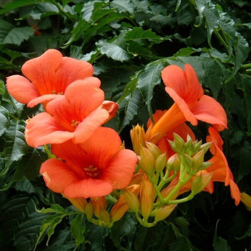 Trumpet Vine (Campsis radicans)