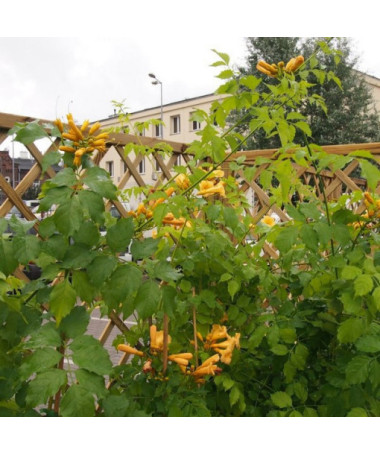 American Trumpet Vine Judy pot, 4l