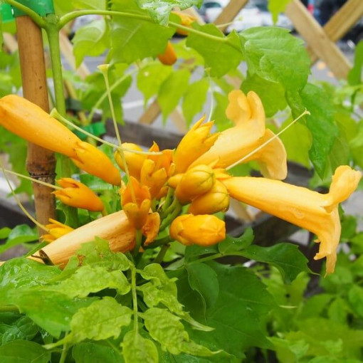 American Trumpet Vine Judy pot, 4l