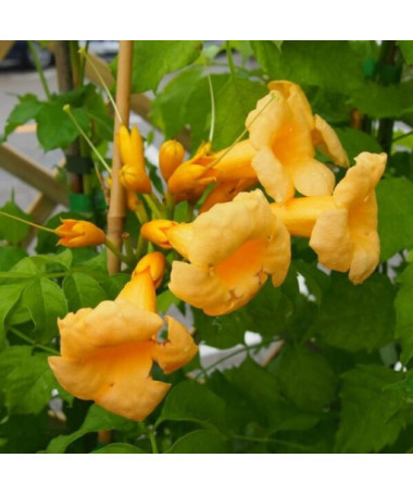American Trumpet Vine Judy pot, 2l