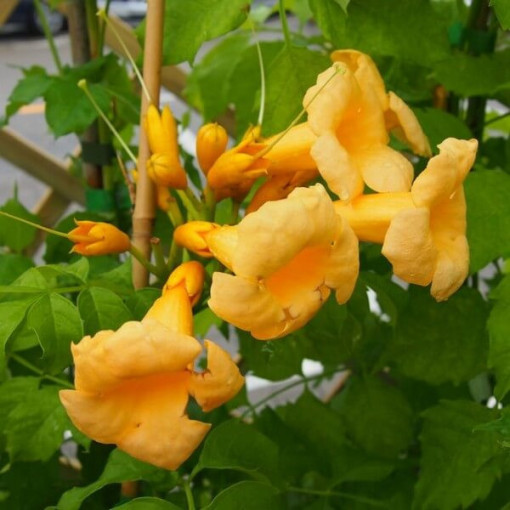American Trumpet Vine Judy pot, 2l