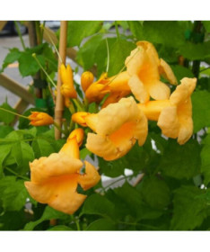 American Trumpet Vine Judy pot, 2l
