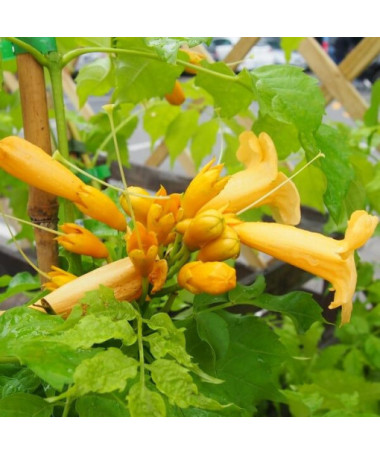 American Trumpet Vine Judy pot, 2l