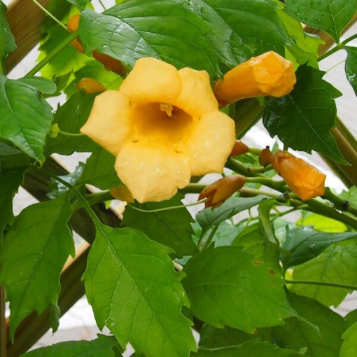 American Trumpet Vine Judy pot, 2l