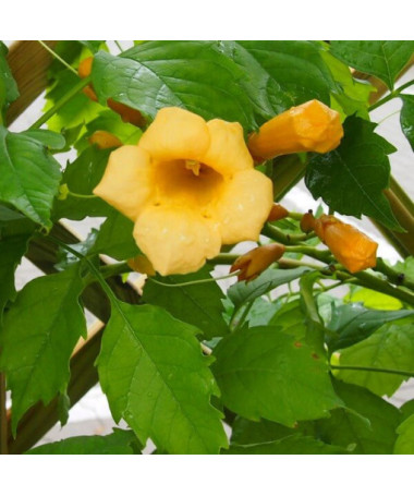 American Trumpet Vine Judy