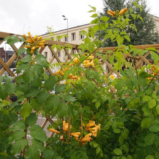 American Trumpet Vine Judy