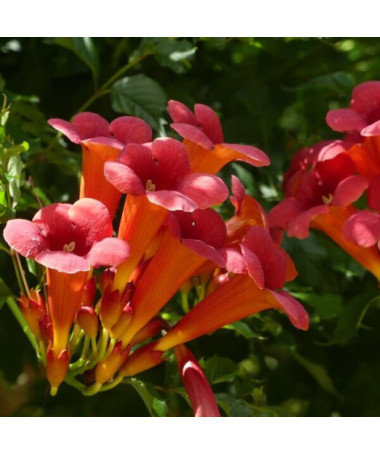 American Trumpet Vine Gabor 2L pot