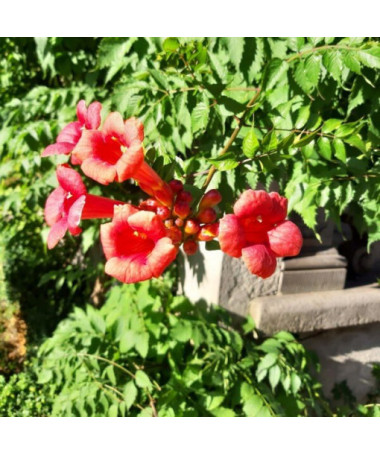 American Trumpet Vine Gabor 2L pot