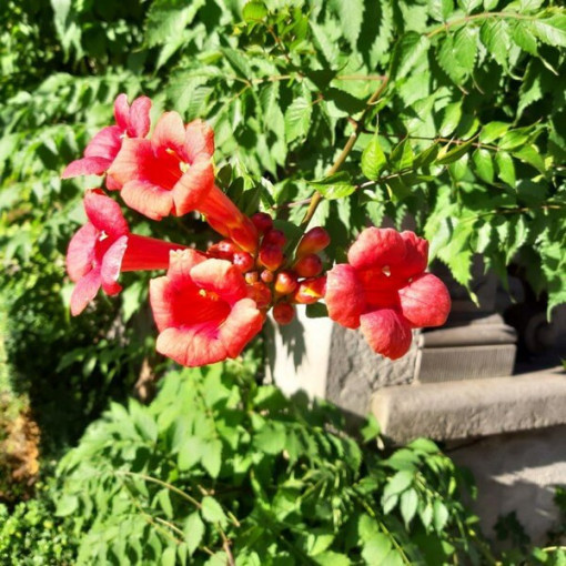American Trumpet Vine Gabor 2L pot