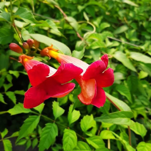 American Trumpet Vine Gabor 2L pot