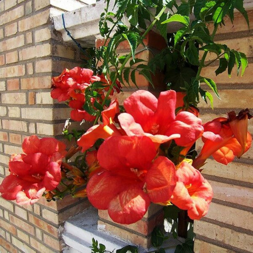 American Trumpet Vine Gabor 2L pot