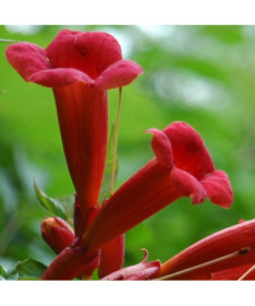 American Trumpet Vine Gabor