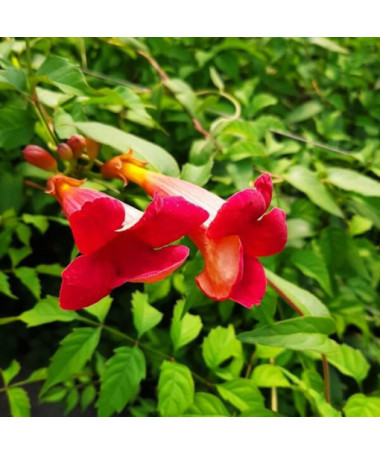 American Trumpet Vine Gabor