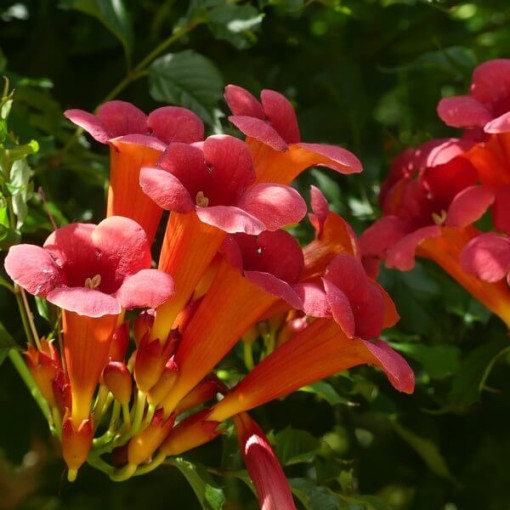 American Trumpet Vine Gabor