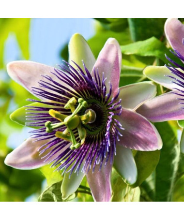 Passionflower (Passiflora) 'Purple Haze'