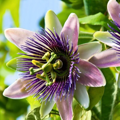 Passionflower (Passiflora) 'Purple Haze'
