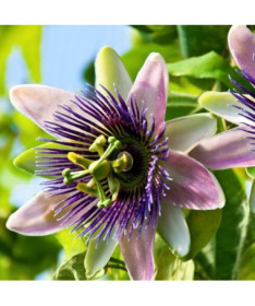 Passionflower (Passiflora) 'Purple Haze'