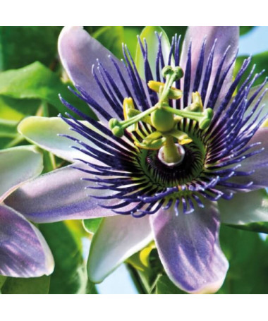 Passionflower (Passiflora) 'Purple Haze'