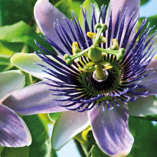 Passionflower (Passiflora) 'Purple Haze'