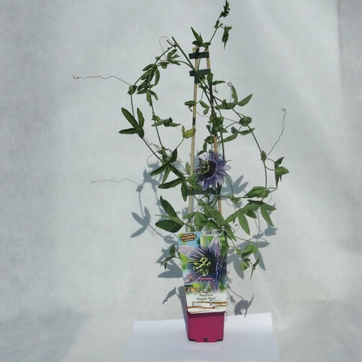 Passionflower (Passiflora) 'Purple Haze'