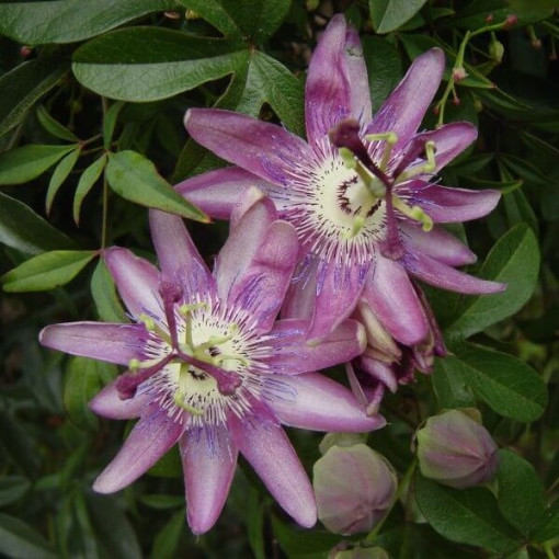 Passionflower (Passiflora) 'Violacea'