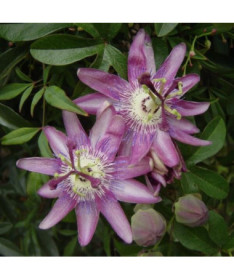 Passionflower (Passiflora) 'Violacea'